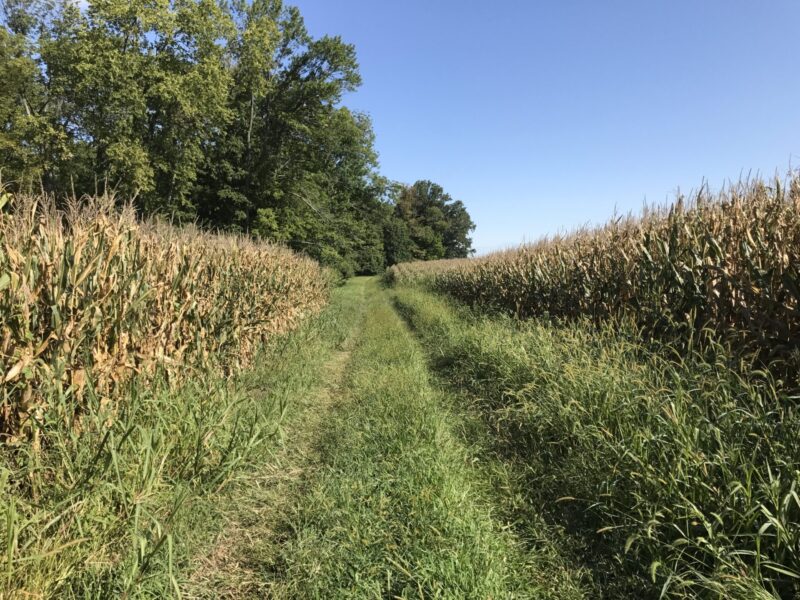 Food and Agriculture